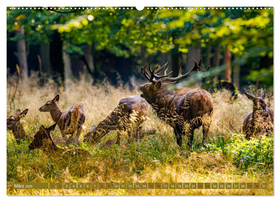 Die Brunft der Hirsche (CALVENDO Wandkalender 2025)