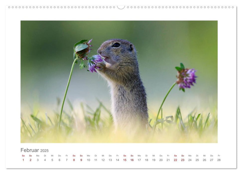 Lustige Zieselbabys (CALVENDO Premium Wandkalender 2025)