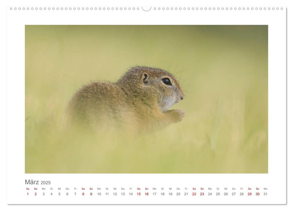 Lustige Zieselbabys (CALVENDO Premium Wandkalender 2025)