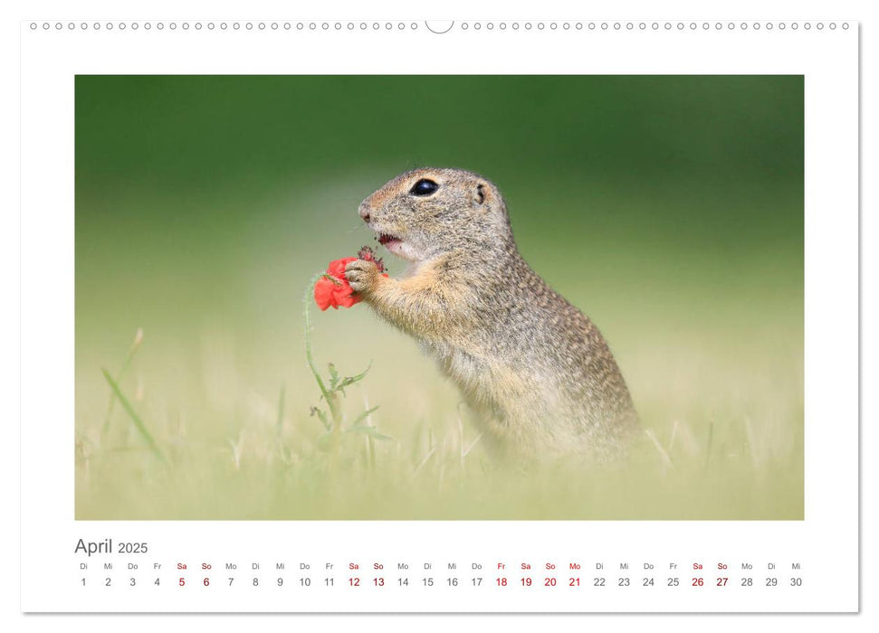 Lustige Zieselbabys (CALVENDO Premium Wandkalender 2025)