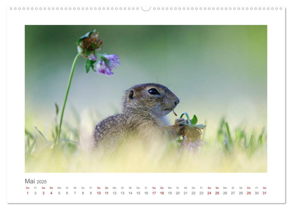 Lustige Zieselbabys (CALVENDO Premium Wandkalender 2025)