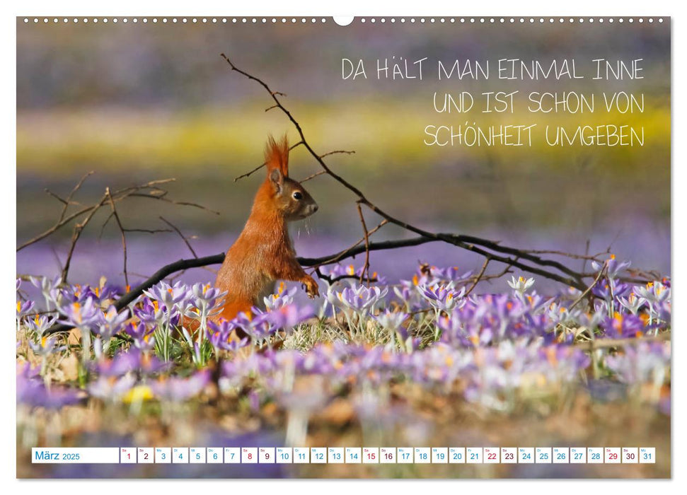 Humorvolles aus der Tierwelt (CALVENDO Premium Wandkalender 2025)