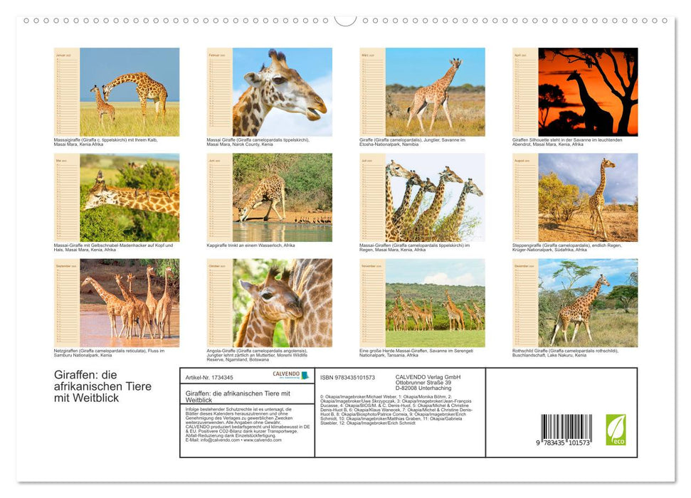 Giraffen: die afrikanischen Tiere mit Weitblick (CALVENDO Premium Wandkalender 2025)