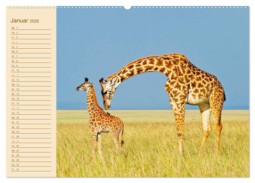 Giraffen: die afrikanischen Tiere mit Weitblick (CALVENDO Premium Wandkalender 2025)