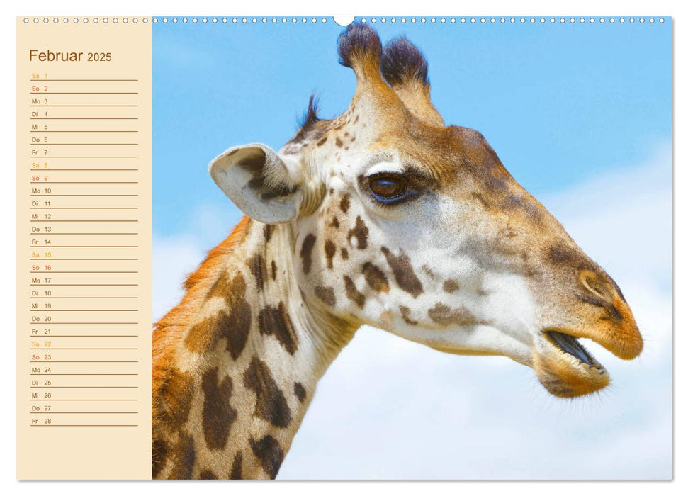 Giraffen: die afrikanischen Tiere mit Weitblick (CALVENDO Premium Wandkalender 2025)