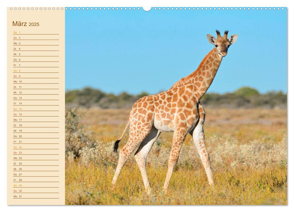 Giraffen: die afrikanischen Tiere mit Weitblick (CALVENDO Premium Wandkalender 2025)