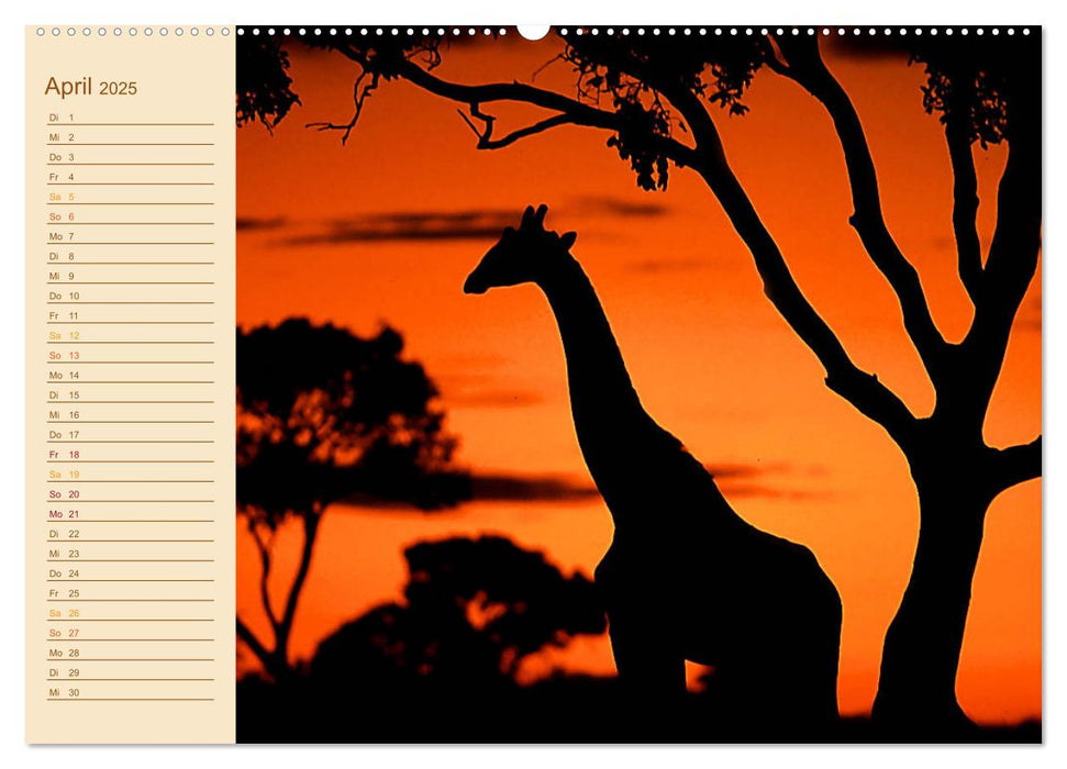 Giraffen: die afrikanischen Tiere mit Weitblick (CALVENDO Premium Wandkalender 2025)