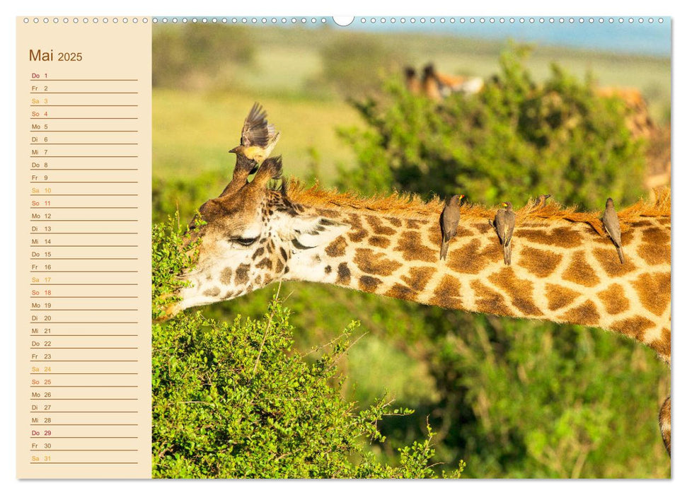 Giraffen: die afrikanischen Tiere mit Weitblick (CALVENDO Premium Wandkalender 2025)