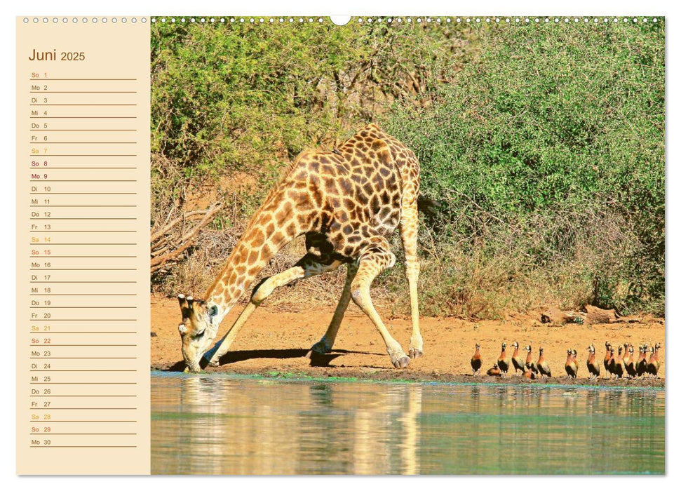 Giraffen: die afrikanischen Tiere mit Weitblick (CALVENDO Premium Wandkalender 2025)