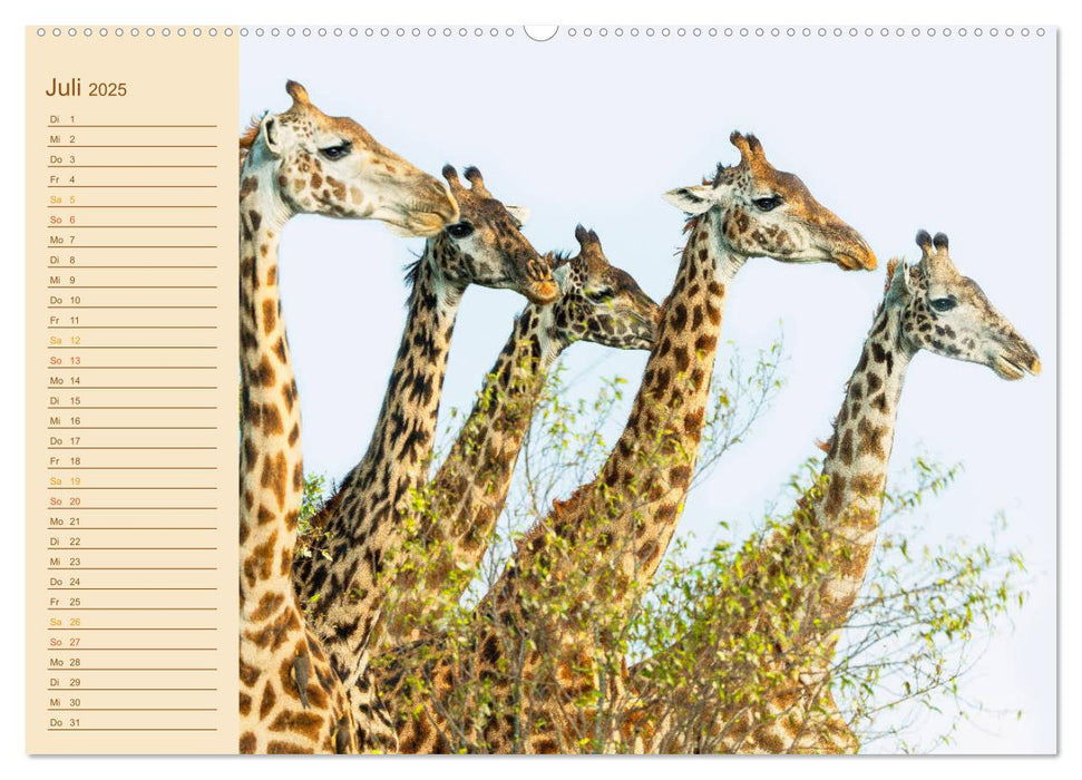 Giraffen: die afrikanischen Tiere mit Weitblick (CALVENDO Premium Wandkalender 2025)