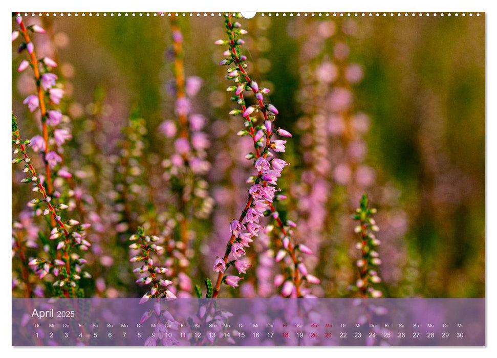 Naturschutzgebiet Lüneburger Heide (CALVENDO Premium Wandkalender 2025)