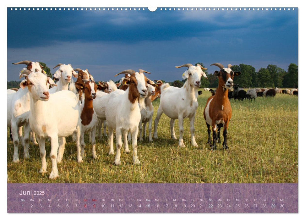 Naturschutzgebiet Lüneburger Heide (CALVENDO Premium Wandkalender 2025)