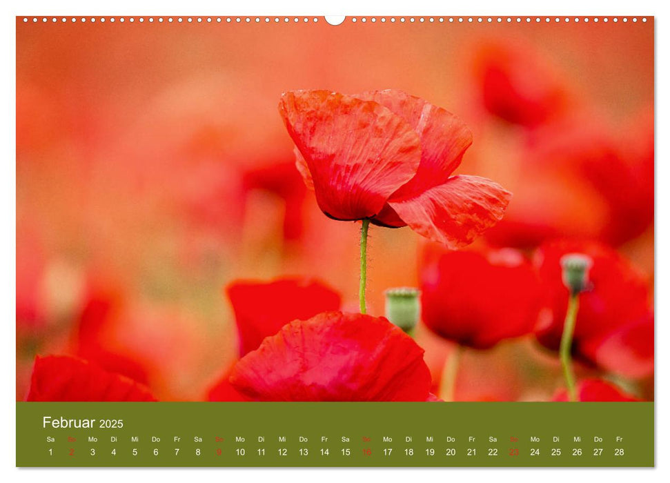 Mohnblumen Romantik (CALVENDO Premium Wandkalender 2025)