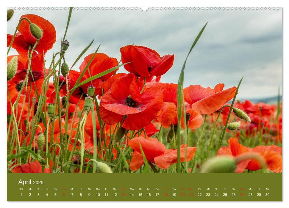 Mohnblumen Romantik (CALVENDO Premium Wandkalender 2025)