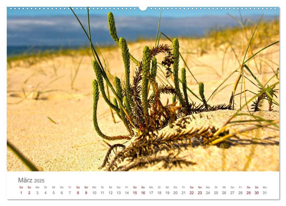 Alentejo Portugal - Küstenimpressionen (CALVENDO Premium Wandkalender 2025)