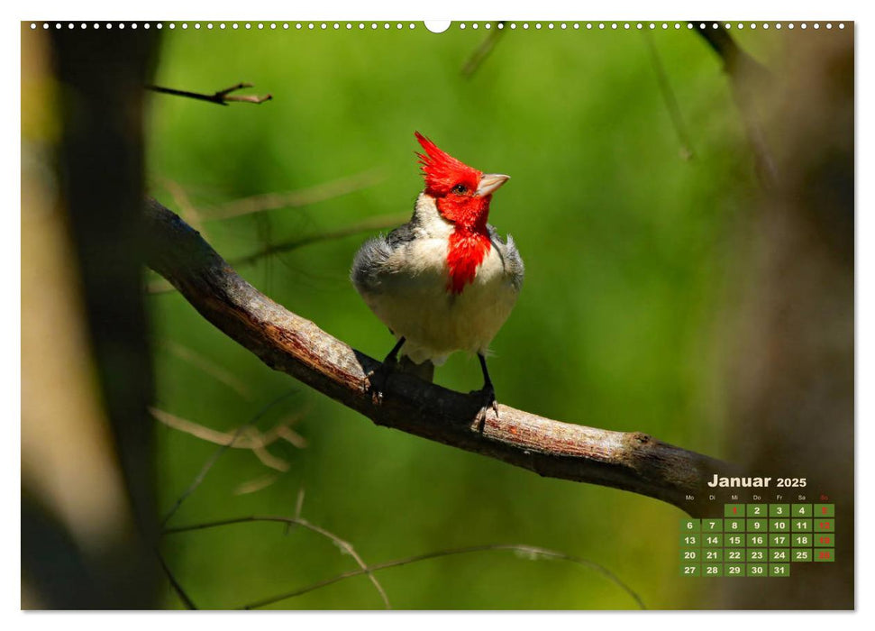 Farbenfrohe Vogelwelt (CALVENDO Premium Wandkalender 2025)