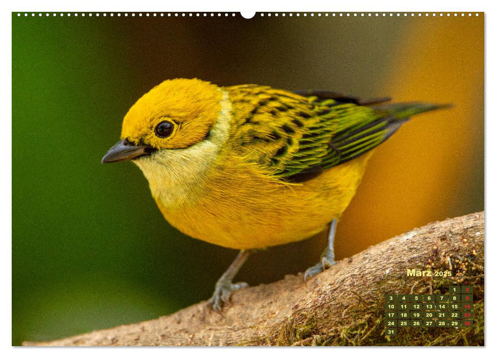 Farbenfrohe Vogelwelt (CALVENDO Premium Wandkalender 2025)