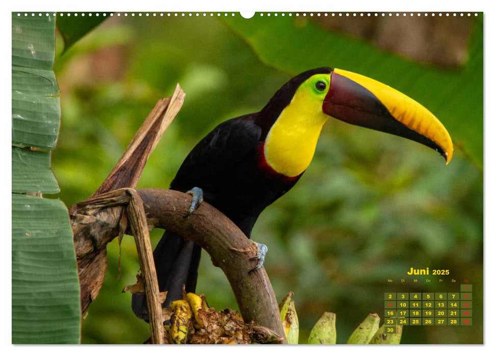 Farbenfrohe Vogelwelt (CALVENDO Premium Wandkalender 2025)