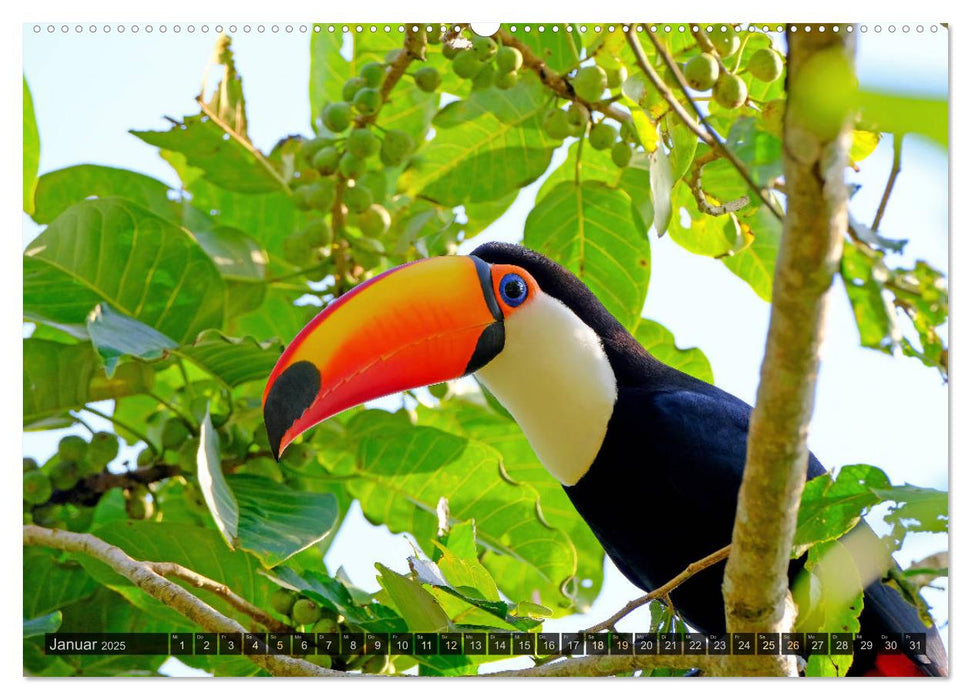 Tiere im Pantanal - viaje.ch (CALVENDO Premium Wandkalender 2025)