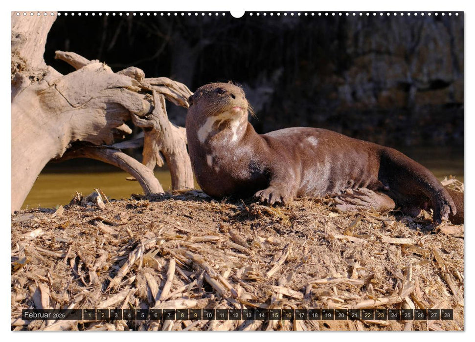 Tiere im Pantanal - viaje.ch (CALVENDO Premium Wandkalender 2025)