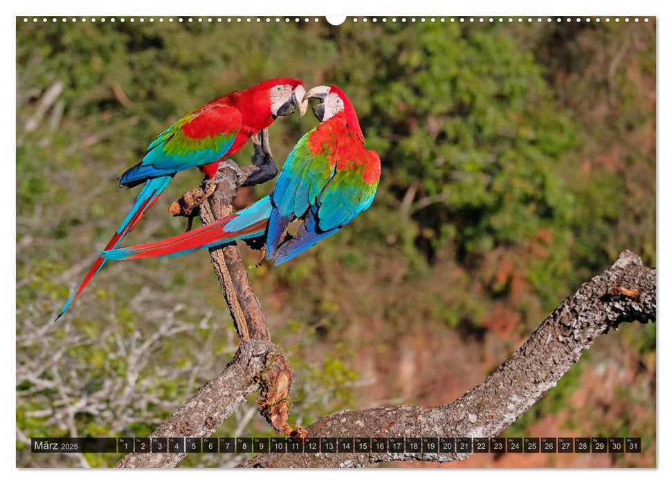 Tiere im Pantanal - viaje.ch (CALVENDO Premium Wandkalender 2025)