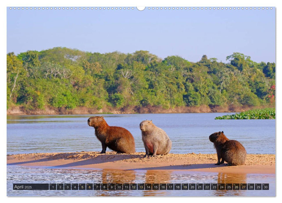 Tiere im Pantanal - viaje.ch (CALVENDO Premium Wandkalender 2025)