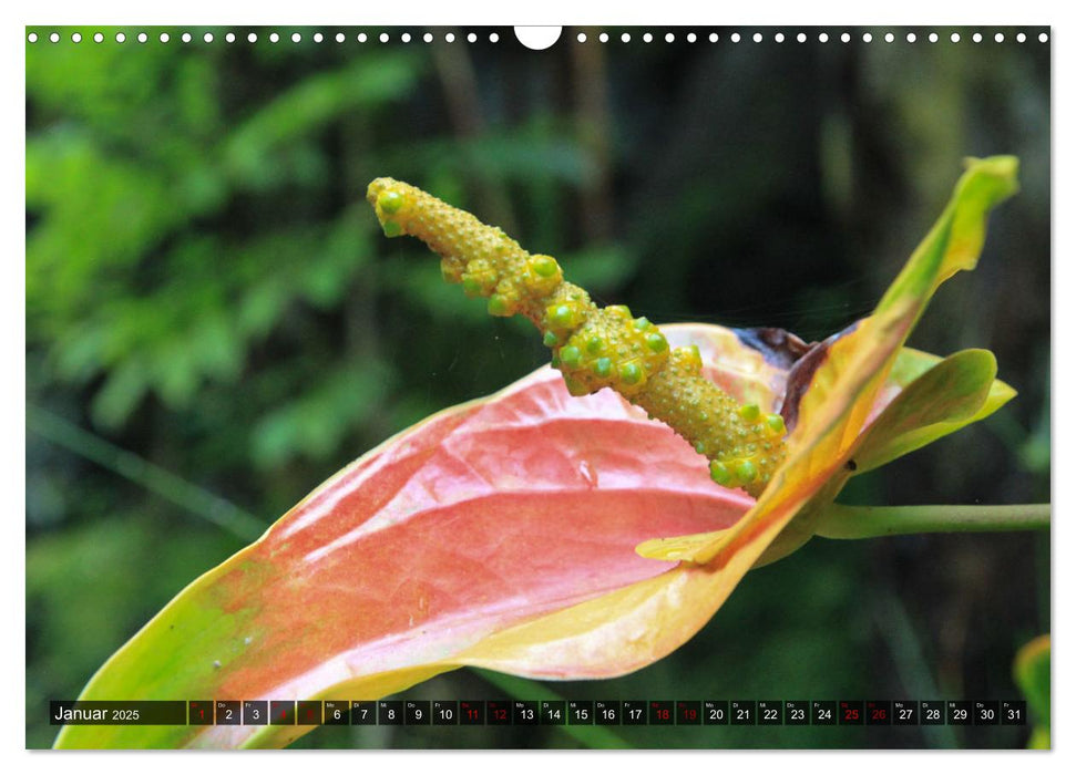 Tier- und Pflanzenparadies Hawaii (CALVENDO Wandkalender 2025)