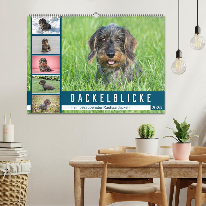 Dackelblicke - ein bezaubernder Rauhaardackel (CALVENDO Wandkalender 2025)