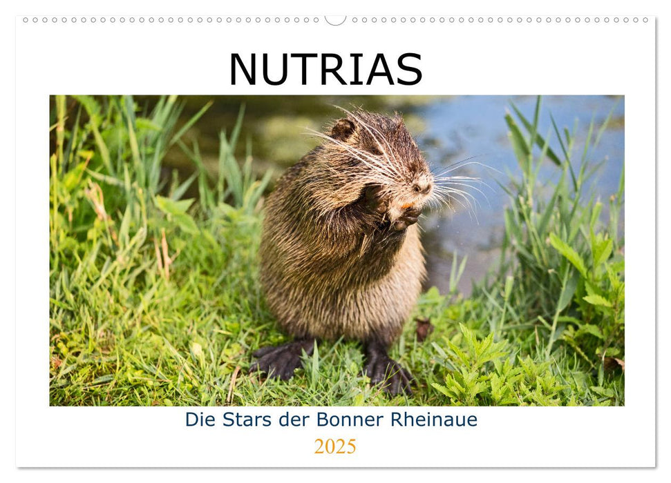 NUTRIAS - Die Stars der Bonner Rheinaue (CALVENDO Wandkalender 2025)