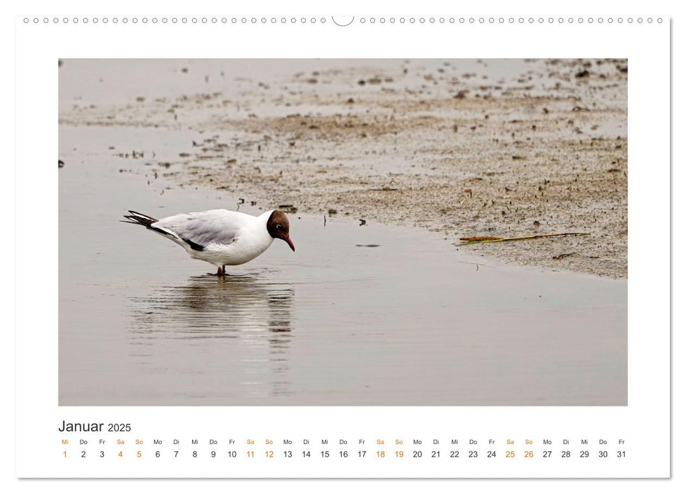 Fehmarn Vogelwelten (CALVENDO Wandkalender 2025)