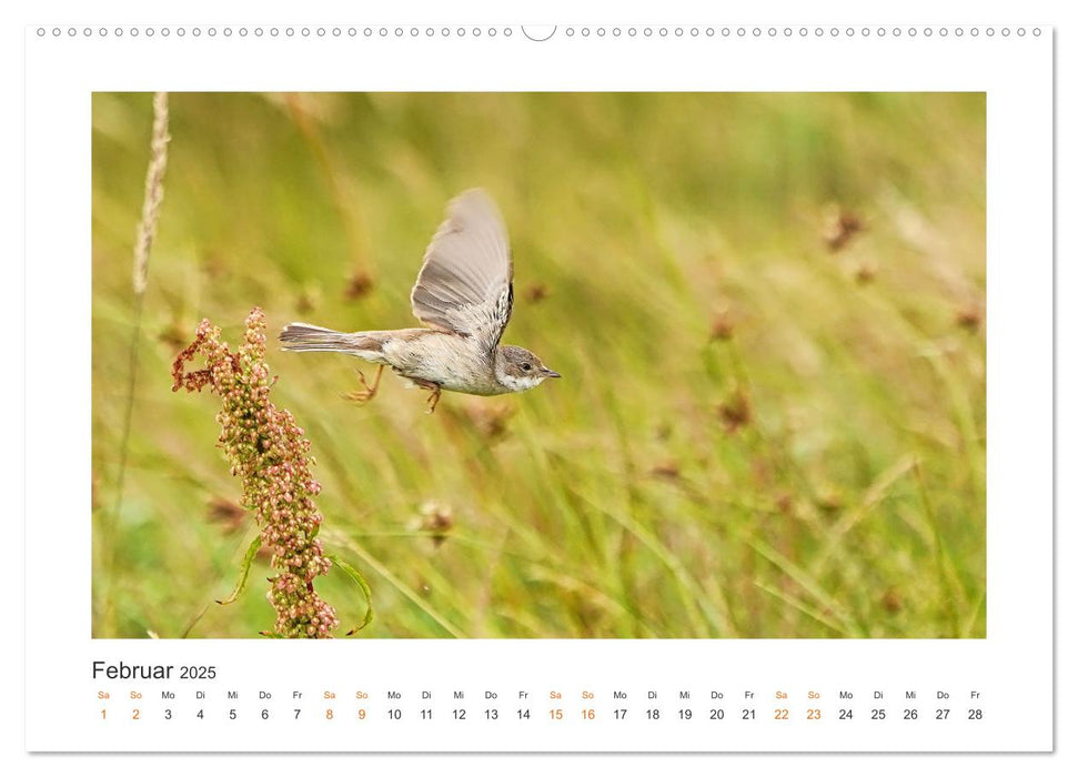 Fehmarn Vogelwelten (CALVENDO Wandkalender 2025)