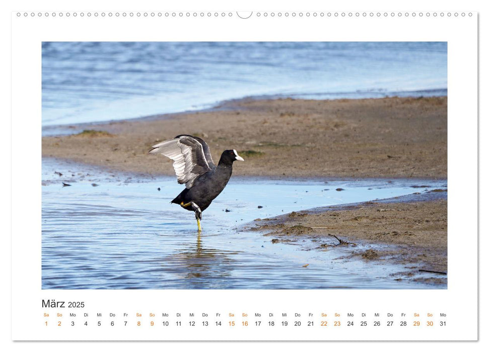 Fehmarn Vogelwelten (CALVENDO Wandkalender 2025)