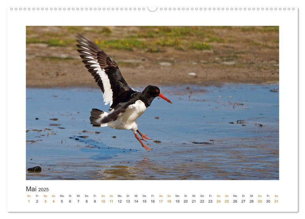 Fehmarn Vogelwelten (CALVENDO Wandkalender 2025)