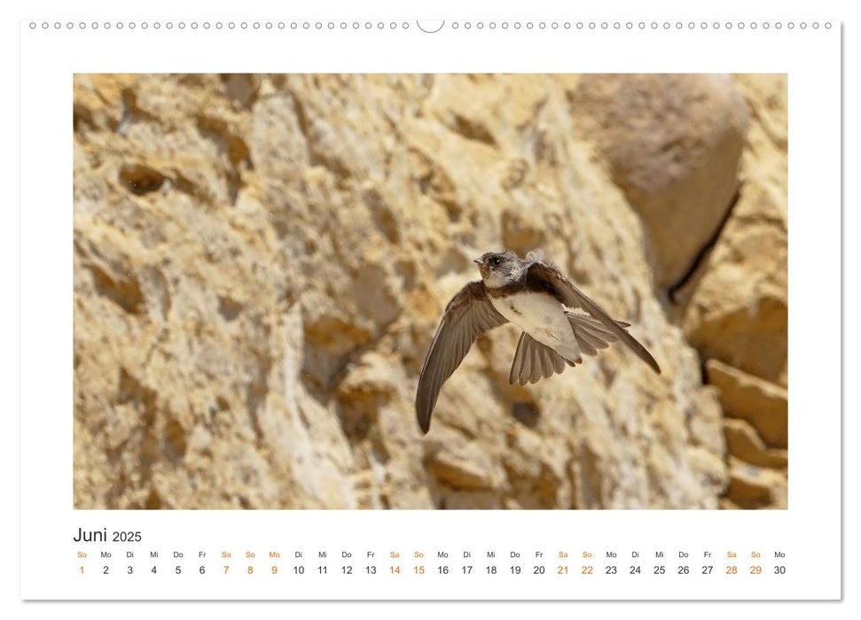 Fehmarn Vogelwelten (CALVENDO Wandkalender 2025)