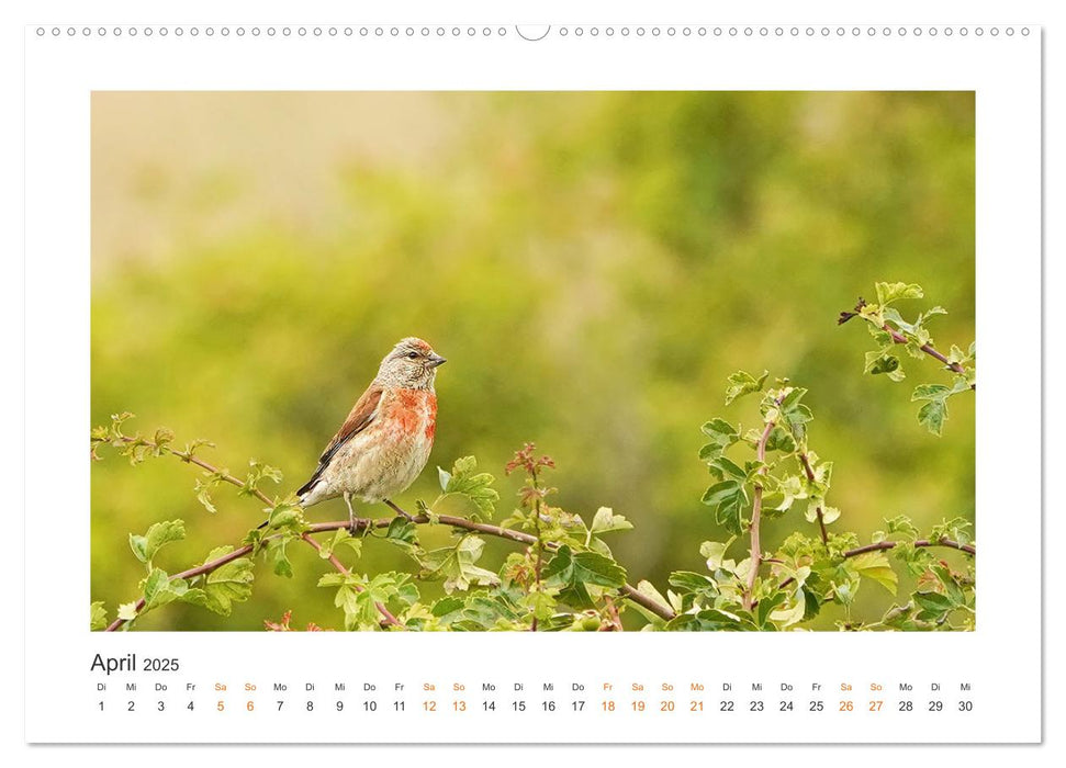 Fehmarn Vogelwelten (CALVENDO Premium Wandkalender 2025)