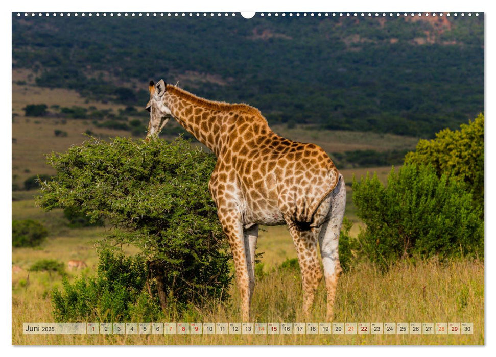 Giraffen - Tiere mit dem einzigartigen Hoch- und Weitblick (CALVENDO Wandkalender 2025)