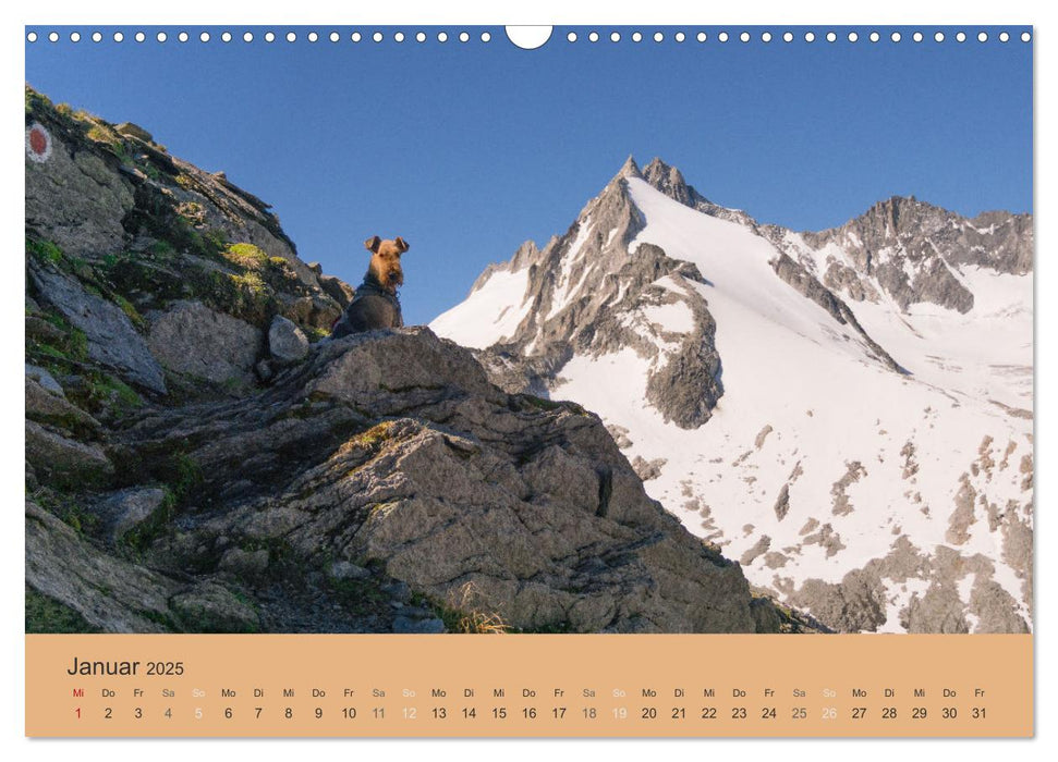 Berg-Hunde-Sport (CALVENDO Wandkalender 2025)