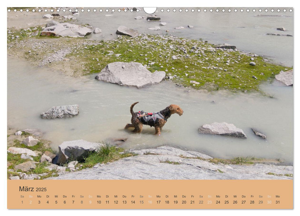 Berg-Hunde-Sport (CALVENDO Wandkalender 2025)