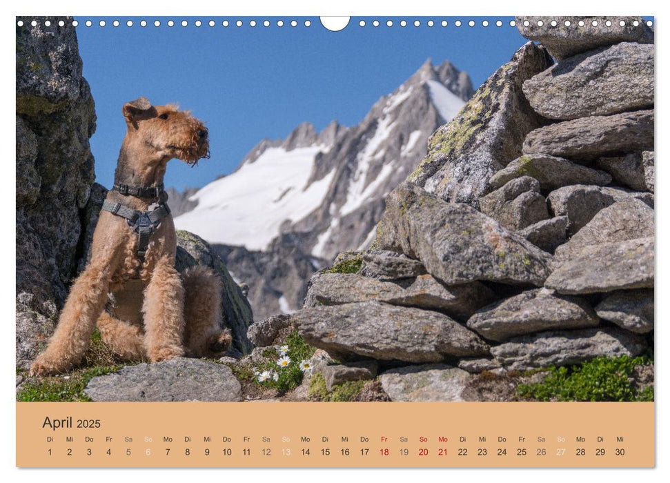 Berg-Hunde-Sport (CALVENDO Wandkalender 2025)