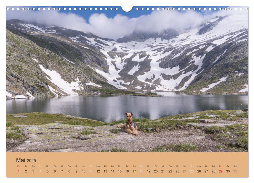 Berg-Hunde-Sport (CALVENDO Wandkalender 2025)