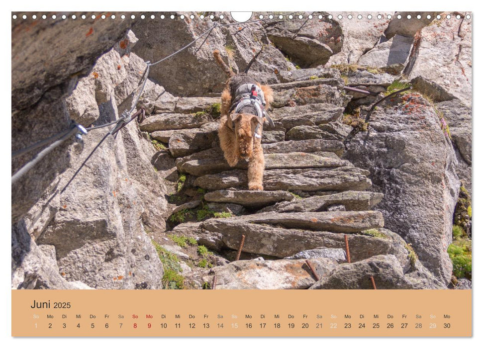 Berg-Hunde-Sport (CALVENDO Wandkalender 2025)