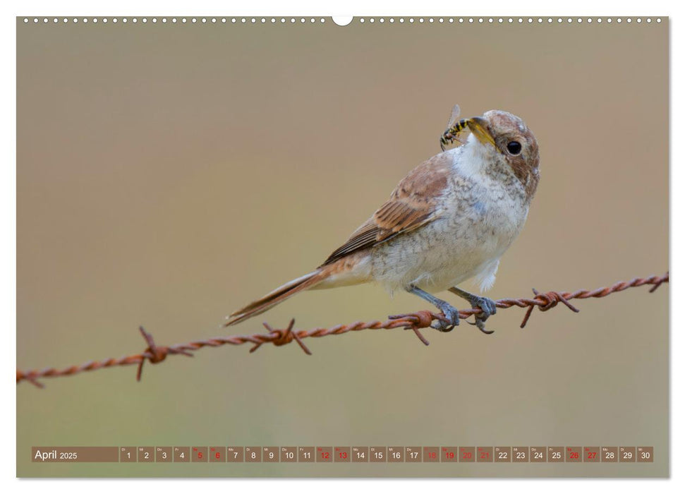 Geliebtes Federvieh (CALVENDO Wandkalender 2025)