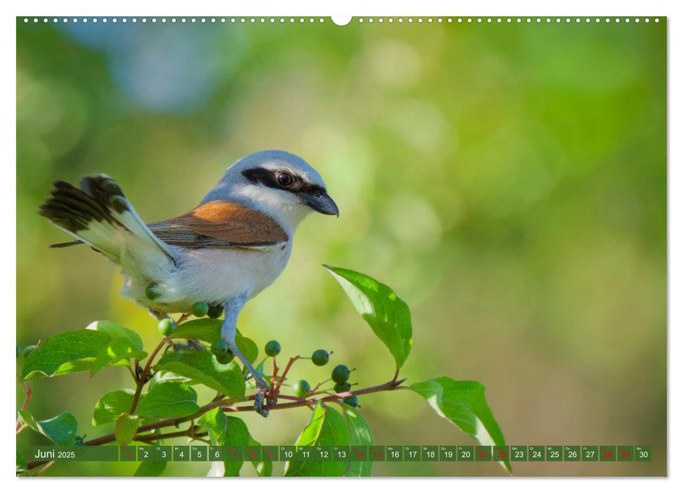 Geliebtes Federvieh (CALVENDO Wandkalender 2025)