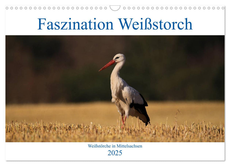 Faszination Weißstorch (CALVENDO Wandkalender 2025)