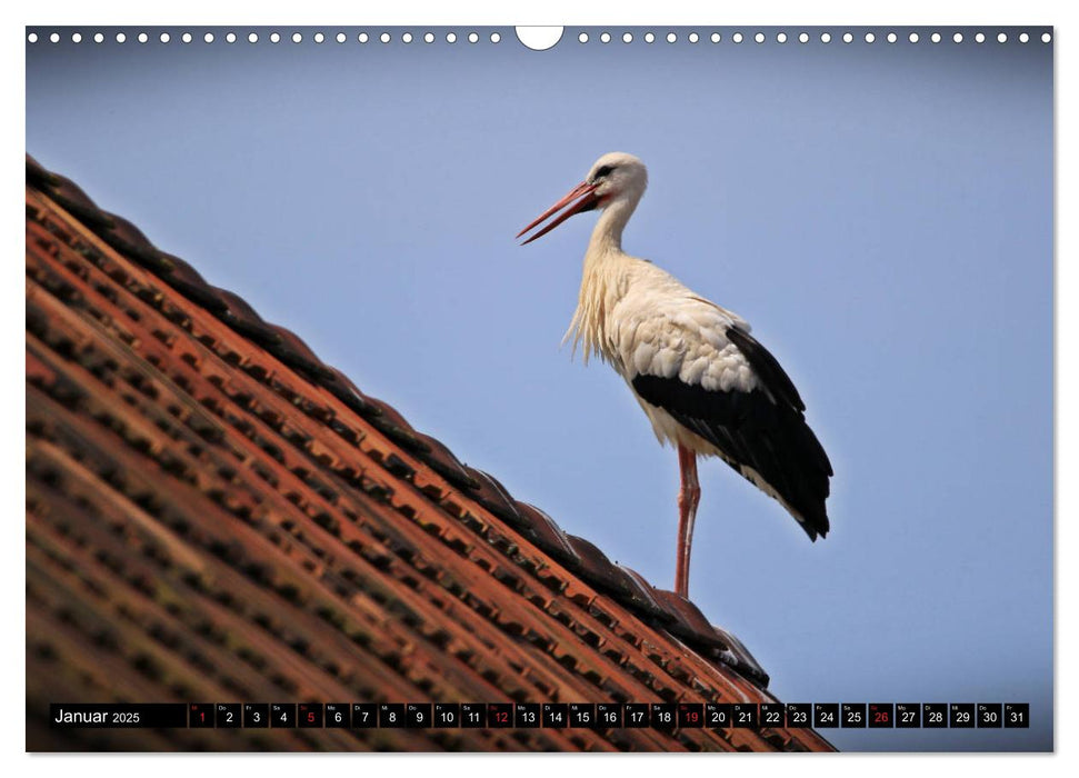 Faszination Weißstorch (CALVENDO Wandkalender 2025)