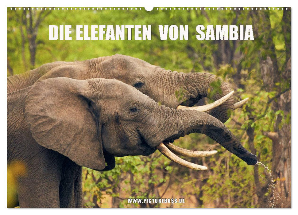 Die Elefanten von Sambia (CALVENDO Wandkalender 2025)