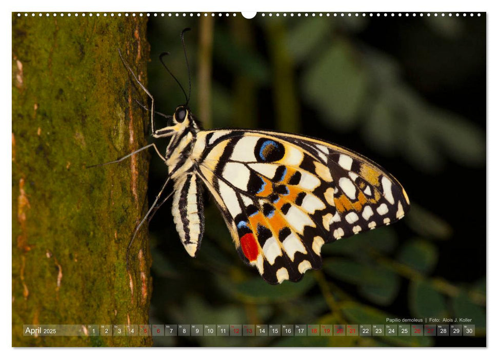 Tagfalter Schmetterlinge (CALVENDO Wandkalender 2025)