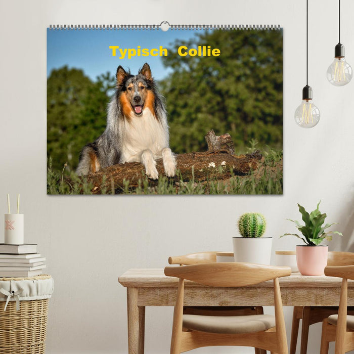 Typisch Collie (CALVENDO Wandkalender 2025)