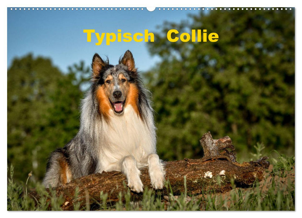 Typisch Collie (CALVENDO Wandkalender 2025)