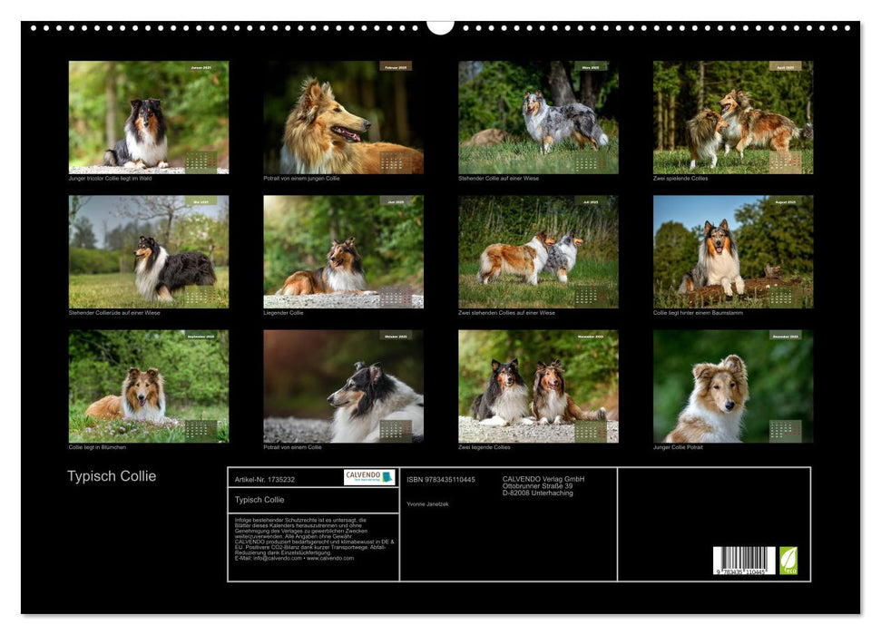 Typisch Collie (CALVENDO Wandkalender 2025)